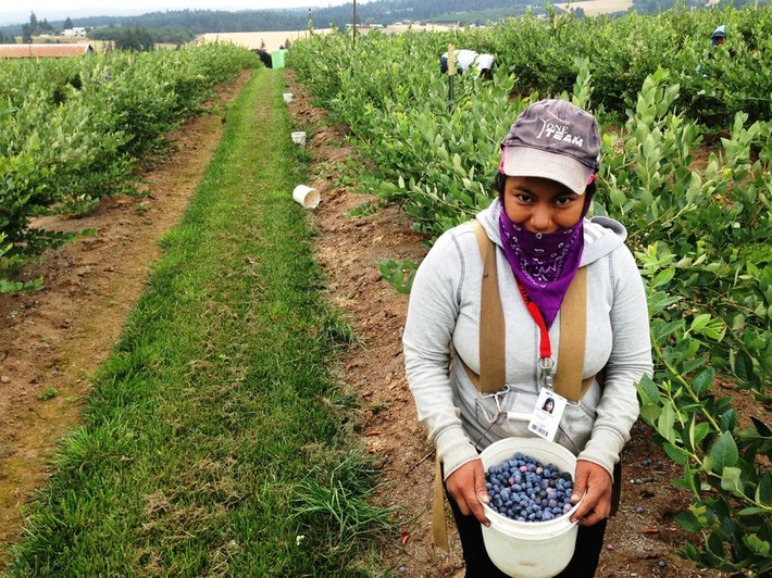 Peru hiện có khoảng 4.000ha diện tích trồng việt quất, chủ yếu ở các vùng La Libertad, Ancash và Lima. Ảnh: Npr.