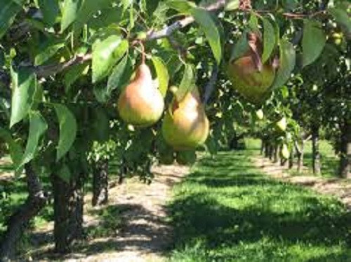 Tháng 5 - 9 hàng năm là mùa thu hoạch lê Nam Phi. Ảnh: AgriFutures Australia.