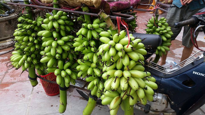 Cứ đến gần Tết, các thương lái nhiều tỉnh trên cả nước lại tìm đến làng Đại Hoàng (Hòa Hậu, Lý Nhân, Hà Nam) để thu mua chuối Ngự. Ảnh: VTV.