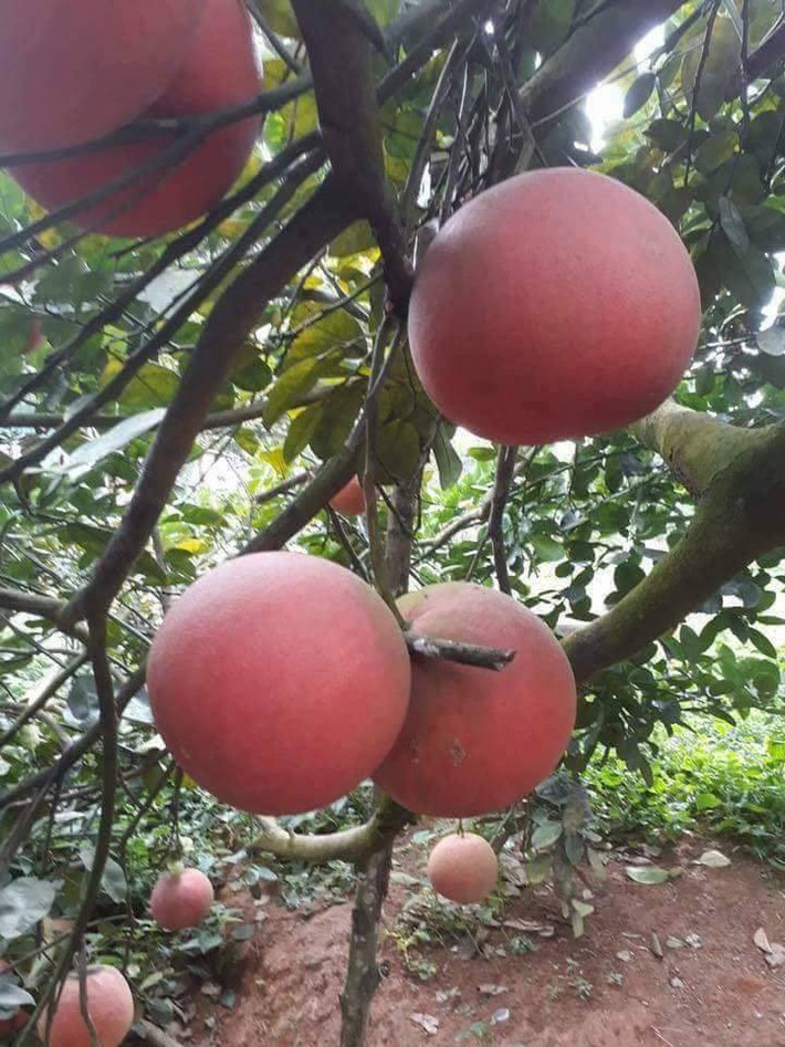 Vài năm gần đây, cứ đến dịp Tết Nguyên đán các loại quả tiến vua lại được khách hàng săn lùng. Ảnh: FB Bưởi Tiến Vua.