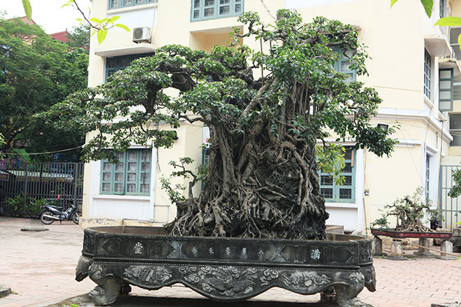 Cây sanh "Mộc thạch nghênh phong" cao 3m, trồng trong một chiếc chậu có kích thước lớn. Chu vi của cả bộ rễ ôm đá này lên đến 5,5m