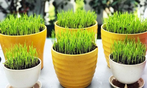 Khi mạ nhú cao, mang chậu chỗ có đủ ánh sáng và nắng nhẹ để mạ lên xanh và đẹp. Ảnh: Vietq.