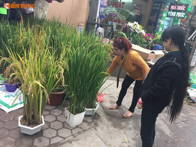 Mỗi chậu lúa cảnh có từ 4 - 5 cây, được bán khá chạy từ dịp Tết Nguyên đán 2017. Ảnh: Linh Hồ.