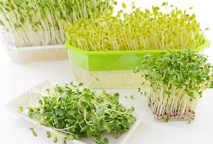 Với rau mầm, có thể gieo hạt vào rổ, giá, khay… cùng với giá thể. Một ngày nên tưới nước 2 lần sáng tối cho rau mầm để cung cấp độ ẩm tốt nhất cho rau phát triển. Ảnh: Lisado.