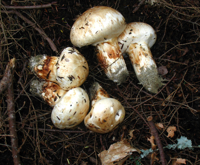 Nấm Matsutake đắt thế nhưng cũng không có để mua vì mỗi năm chỉ có một mùa duy nhất vào tháng 8 - tháng 10. Ảnh: Mushroom.