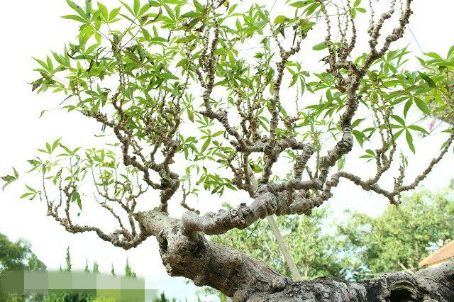 Từ dưới lên, bộ tán cây bonsai sắn như bàn tay đang xòe rộng. Ảnh: Dân Việt.