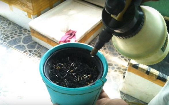 Dùng bình xịt phun nước cho đất ẩm rồi tiến hành gieo mạ. Để mạ mọc đẹp, chú ý rắc đều tay. Mỗi ngày tưới 2-3 lần. Ảnh: Chaucanh.