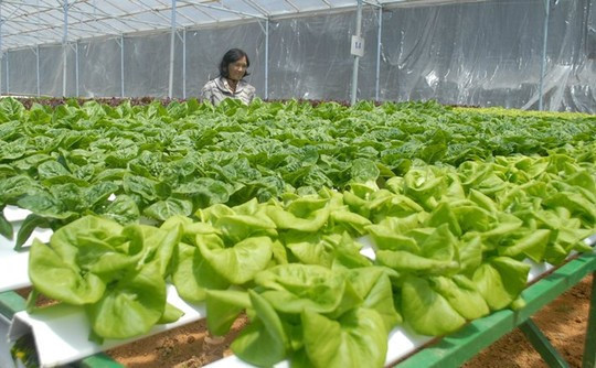 Với rau xà lách, có thể gieo hạt mầm trực tiếp vào ống nhựa thủy canh, sau đó đưa trực tiếp lên giàn. Nên trồng xà lách tại nơi có nhiều ánh sáng, không khí thoáng mát bởi cây rất ưa sáng. Ảnh: Zing.