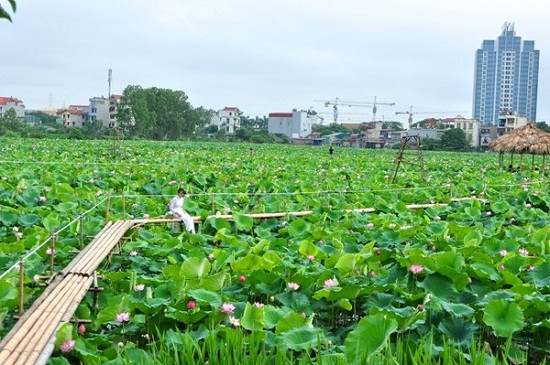 Giá vé tại đầm sen Xuân Đỉnh dao động từ 20.000- 50.000 đồng. Bạn có thể mua hoa sen để chụp ảnh với giá khoảng 50.000 -70.000 một bó. Ảnh: Vivuhanoi.