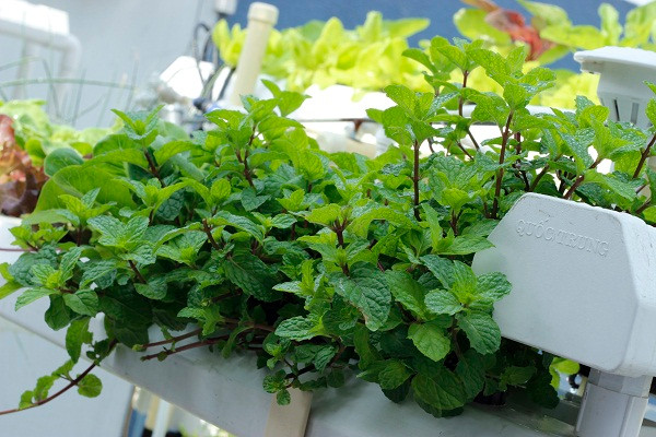 Các loại rau gia vị như húng quế, húng bạc hà, mùi tàu cũng dễ dàng trồng theo phương pháp thủy canh. Ảnh: GreenBot.