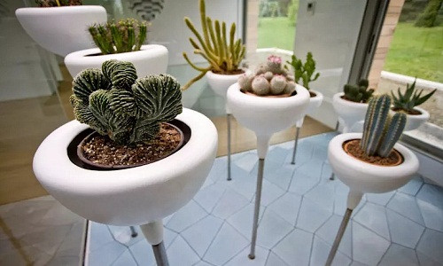 Chậu hoa mini phù hợp với bất cứ không gian trống nào trong nhà. Nguồn ảnh: Homify.