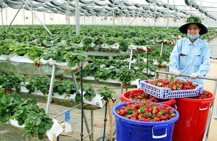 Với diện tích khoảng 1000m2, vườn dâu tây được trồng hoàn toàn bằng phương pháp thủy canh trên giá thể. Ảnh: FB Vườn dâu mỹ - Hoa Thắng Thịnh.