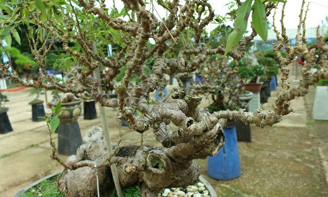 Hơn 25 năm tuổi, bonsai sắn của ông Hùng mang dáng vẻ phong trần, cổ lão. Ảnh: Dân Việt.