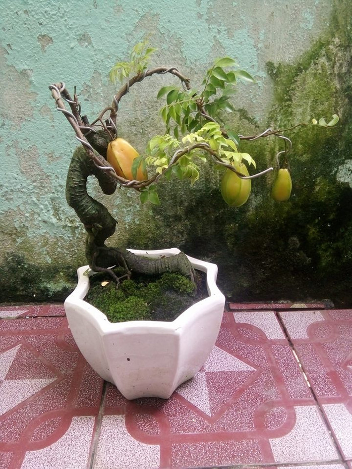 Vì thế, sự độc đáo luôn làm nên giá trị mỹ thuật hiếm thấy của những chậu khế bonsai. Ảnh: FB Phúc Nguyễn.