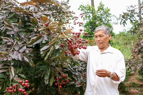 "Cha đẻ" của loại nhãn này là ông Trần Văn Huy ở ấp Phong Thạnh, xã Phong Nẫm, huyện Kế Sách (Sóc Trăng). Ông Huy tình cờ phát hiện từ một cây nhãn trong vườn nhà rồi nhân rộng thành công. Ảnh: Baosoctrang.