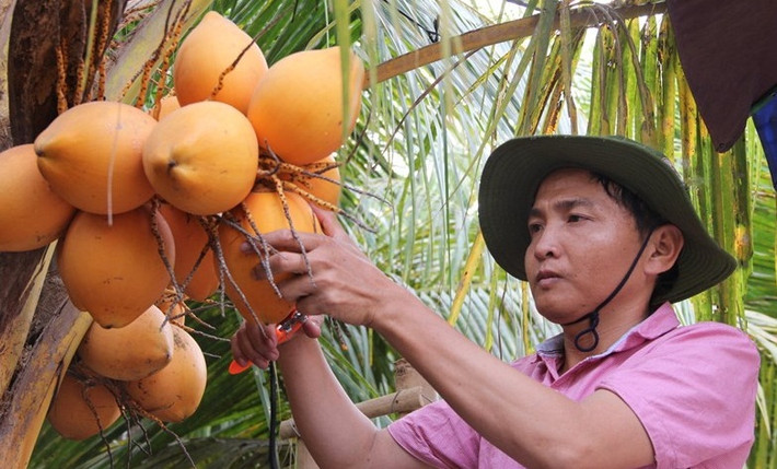 Sau 6 năm nghiên cứu, cấy ghép và thử nghiệm, chàng kỹ sư nông nghiệp Nguyễn Chí Cường (quận 12, TP HCM) đã trồng thành công giống dừa 2 màu vàng cam đẹp mắt. Ảnh: Infonet.
