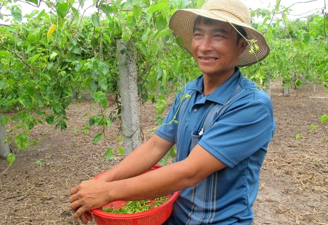 Anh Trần Văn Xô (xã Quảng Hưng, huyện Quảng Trạch, Quảng Bình) là một trong những người đầu tiên khai hoang, bám trụ và làm giàu thành công từ giàn hoa thiên lý trên vùng cát Quảng Hưng. Ảnh: Vietnamnet.