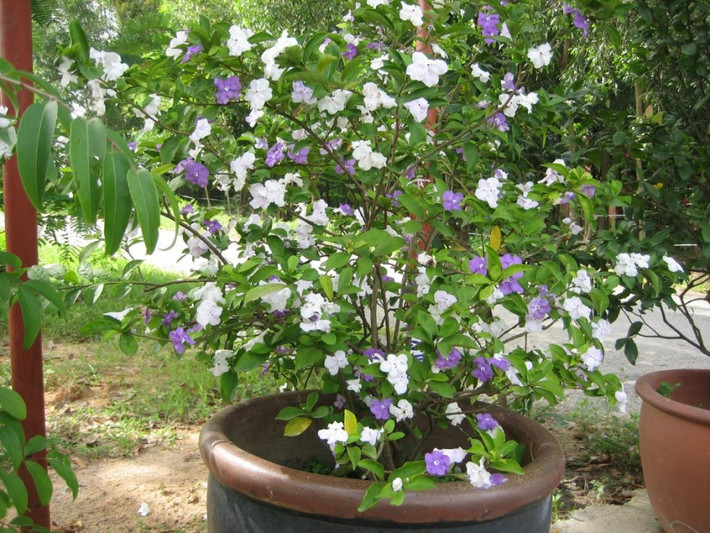 Thuộc giống cây thân gỗ nhưng gốc hoa nhài Nhật thấp, vươn lên nhiều nhánh, thẳng và dài. Ảnh: Mom.