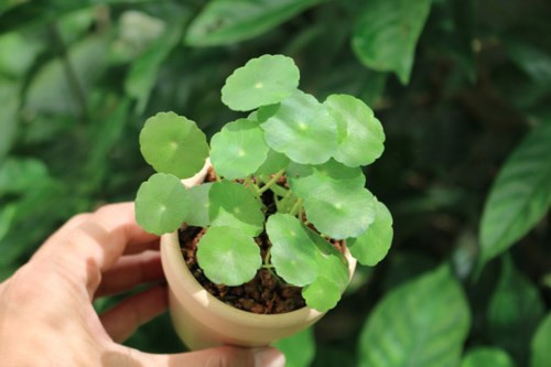 Rau má dễ trồng nên chỉ sau một thời gian ngắn bạn có thể sở hữu một chậu cảnh đẹp mắt. Ảnh: Vietq.