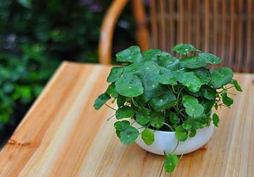 Cây rau má nhỏ gầy, mềm yếu dễ tẻ nhánh và mang nhiều lá. Ảnh: Bancaynoithat.