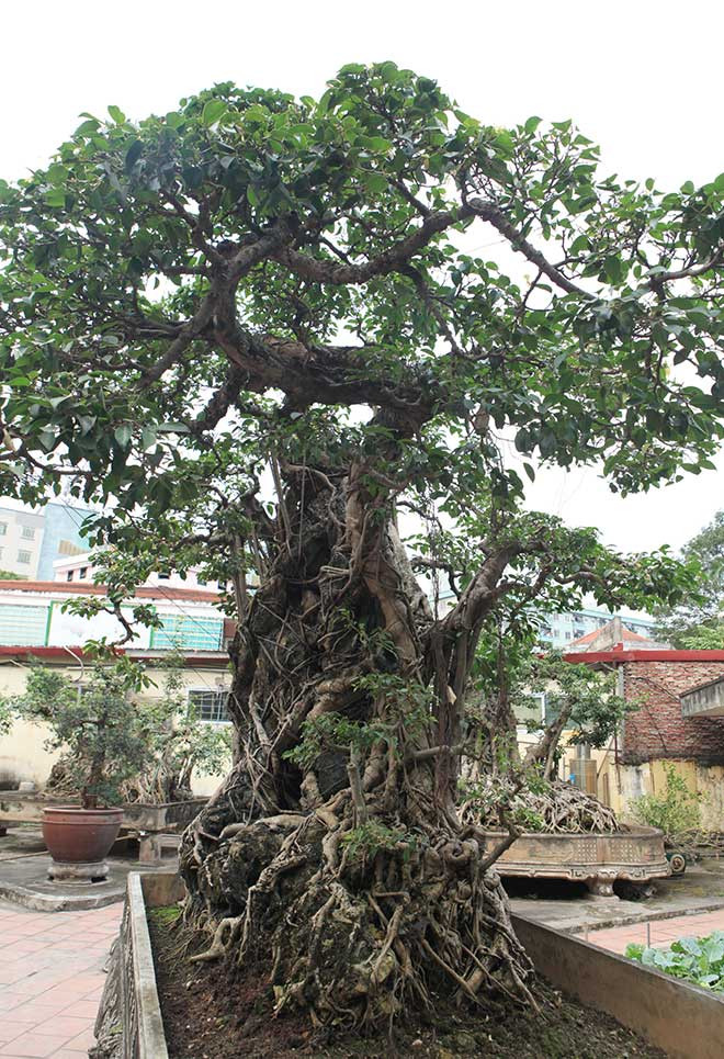 Nếu nhìn thoáng qua mặt trước của tác phẩm thì dễ nhầm tưởng đây là cây không thân, chỉ có hai cành tỏa về hai hướng, có rễ phụ phun ra tua tủa tạo thành lớp màng ôn trọn lấy viên đá.