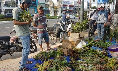 Mỗi dịp cuối tuần, những người chơi lan lại tìm về chợ lan rừng họp trên vỉa hè đường Điện Biên Phủ, TP. Đà Nẵng. Ảnh: CAĐN.