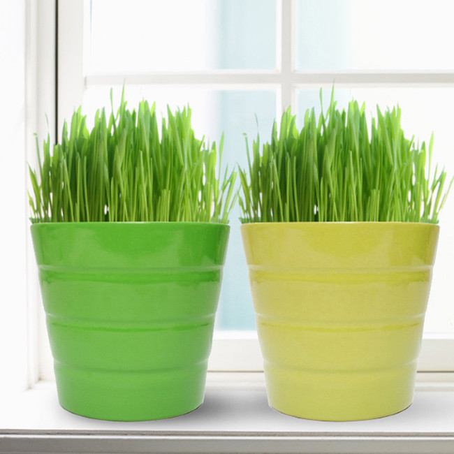 Khoảng 1 tuần, cây lúa xanh mướt, đẹp mắt có thể mang vào nhà đặt ở góc làm việc, cửa sổ, phòng khách...Ảnh: Nhommua.