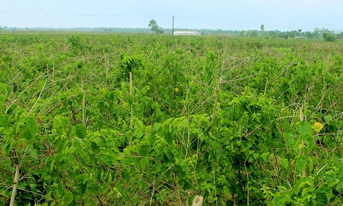 Mùa hoa thiên lý năm nay ở huyện Nam Đàn (Nghệ An) được giá cho thu nhập đến 1 triệu đồng/ngày. Ảnh: Baonghean.