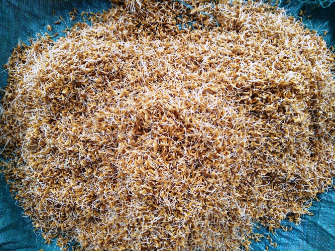 Khoảng 3-4 ngày, thóc nứt và nảy mầm. Ảnh: Bacgiang.