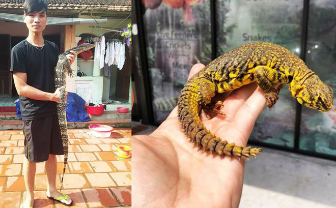 Mới đây, nhiều dân mạng đã tỏ ra rất quan tâm với câu chuyện chàng trai trẻ vì quá đam mê nuôi và chăm sóc các loài bò sát nên đã chủ động chia tay bạn gái của mình. Cá tính và quyết định gây sốc của chàng trai trẻ đã khiến rất nhiều cư dân mạng băn khoăn, thắc mắc.