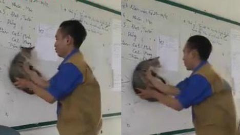 Thậm chí nhiều dân mạng còn lấy hình ảnh chú mèo bị biến thành giẻ lau bảng để mang đến tiếng cười cho cộng đồng mạng.