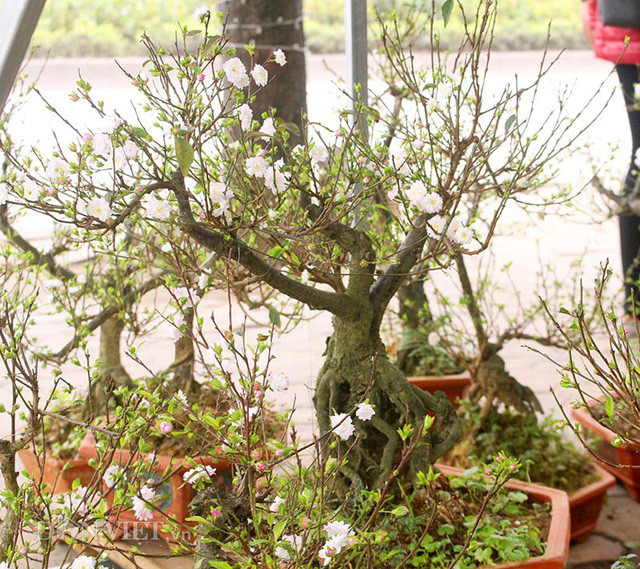 Những cây mai trắng bonsai nhỏ nhắn có dáng, thế tam đa, dáng trực, dáng huyền thác đổ… thường được nhiều khách hàng lựa chọn để trang trí trong nhà, trên bàn trà nhằm mục đích là mang lại may mắn, hạnh phúc, tài lộc và sức khỏe đến cho mọi người”, ông Thuận bày tỏ.