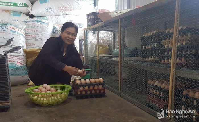 Cũng chính từ cách nuôi gà có một không hai ở Nghệ An này, bình quân mỗi ngày trại gà của gia đình cô Nga thu được từ 450 - 500 quả trứng, chủ yếu nhập cho các trường học, nhà hàng trên địa bàn Quỳ Hợp. Với giá bán từ 3.000- 3.500 đồng/quả, sau khi trừ chi phí, đem lại lợi nhuận cho gia đình cô Nga gần 10 triệu đồng/tháng. Chưa kể, sau thời gian từ 10-12 tháng gà đẻ, cô Nga có thêm nguồn thu từ gà thịt thương phẩm khi thay gà mẹ. Gà siêu trứng Ai Cập được thương lái thu mua với giá từ 90.000 - 100.000 đồng/kg. Không chỉ gia đình có thêm thu nhập, trang trại gà của gia đình cô Nga còn tạo việc làm cho 2- 3 lao động địa phương, với mức lương từ 2,5 - 3 triệu đồng/tháng. Ảnh: Q.A