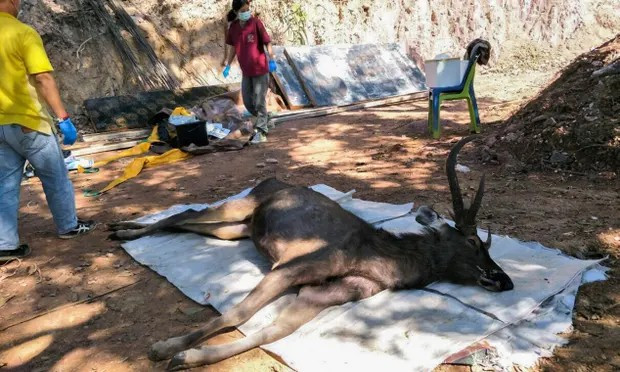 Xé lòng cảnh hươu chết do nuốt phải 7 kg rác thải nhựa Xe long canh huou chet do nuot phai 7 kg rac thai nhua