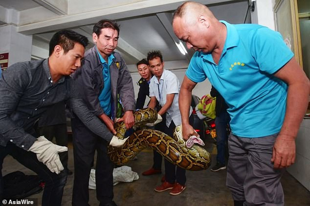 Tóm gọn trăn khổng lồ "thành tinh" ẩn nấp 10 năm trên trần nhà - Hình 3 Tom gon tran khong lo