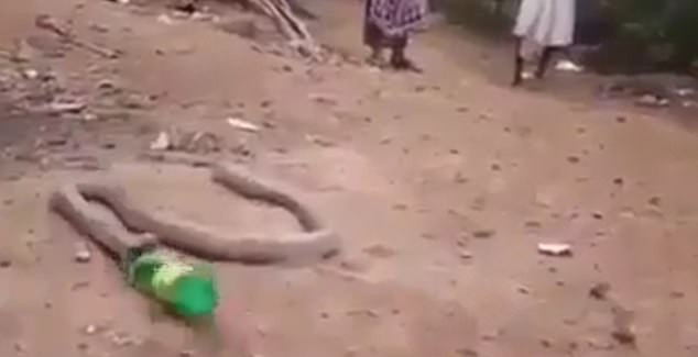 Ám ảnh rắn hổ mang vật lộn nôn ra chai nhựa Am anh ran ho mang vat lon non ra chai nhua