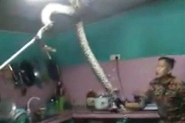Kịch tính trăn gấm “khủng” giằng co với người trên trần bếp Kich tinh tran gam “khung” giang co voi nguoi tren tran bep