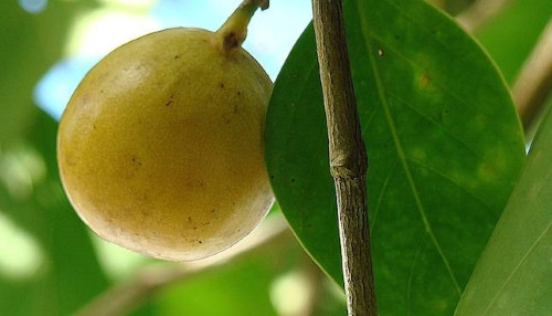 Loài cây có quả chín mọng, ngọt ngào nhưng nguy hiểm bậc nhất hành tinh - Hình 3 Loai cay co qua chin mong, ngot ngao nhung nguy hiem bac nhat hanh tinh-Hinh-3