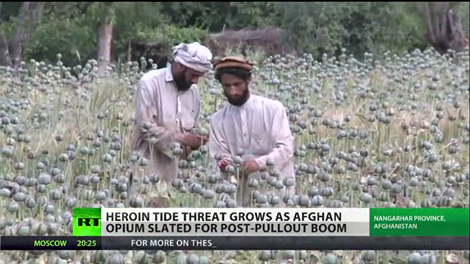 Cánh đồng anh túc rộng mênh mông ở Afganistan. Cánh đồng anh túc rộng mênh mông ở Afganistan.