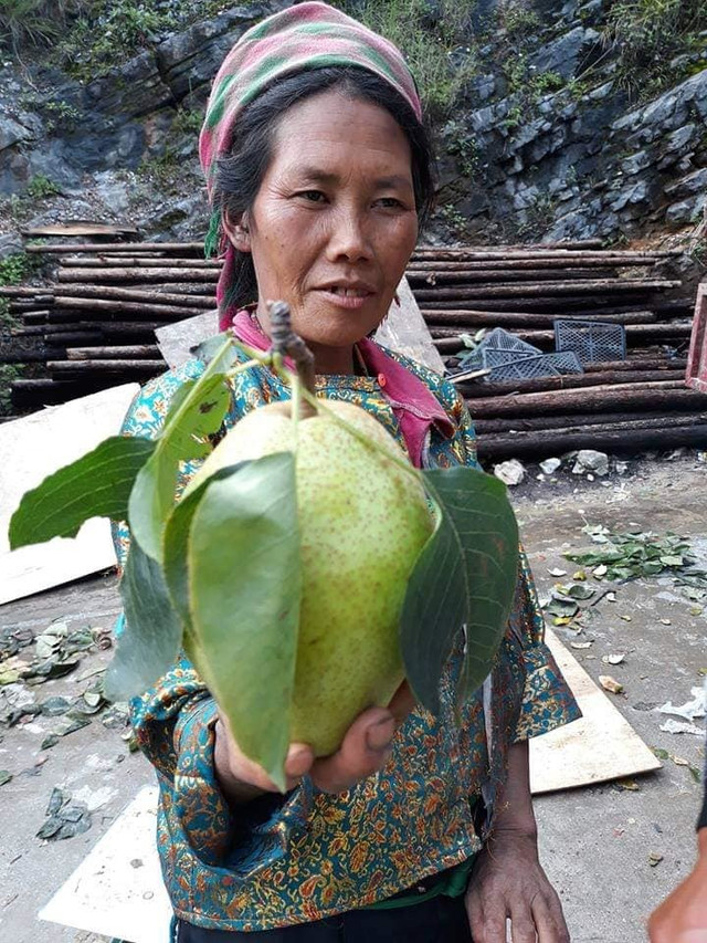 Đặc sản Hà Giang mát lịm, ngọt như đường đánh dạt hàng Trung Quốc - Hình 2 Dac san Ha Giang mat lim, ngot nhu duong danh dat hang Trung Quoc-Hinh-2