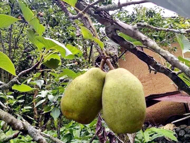 Đặc sản Hà Giang mát lịm, ngọt như đường đánh dạt hàng Trung Quốc - Hình 3 Dac san Ha Giang mat lim, ngot nhu duong danh dat hang Trung Quoc-Hinh-3