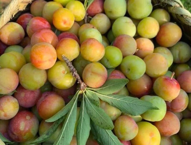 Mận cơm rớt giá thảm, bán 1kg không mua nổi cốc trà đá Man com rot gia tham, ban 1kg khong mua noi coc tra da