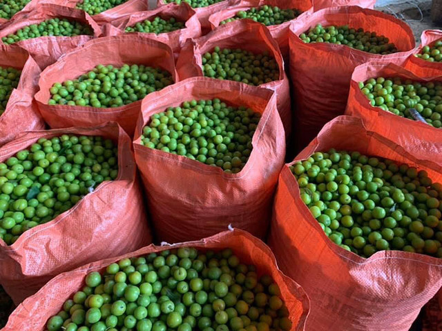 Mận cơm rớt giá thảm, bán 1kg không mua nổi cốc trà đá - Hình 4 Man com rot gia tham, ban 1kg khong mua noi coc tra da-Hinh-4