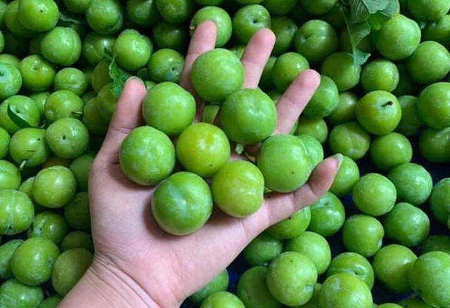 Mận cơm rớt giá thảm, bán 1kg không mua nổi cốc trà đá - Hình 2 Man com rot gia tham, ban 1kg khong mua noi coc tra da-Hinh-2