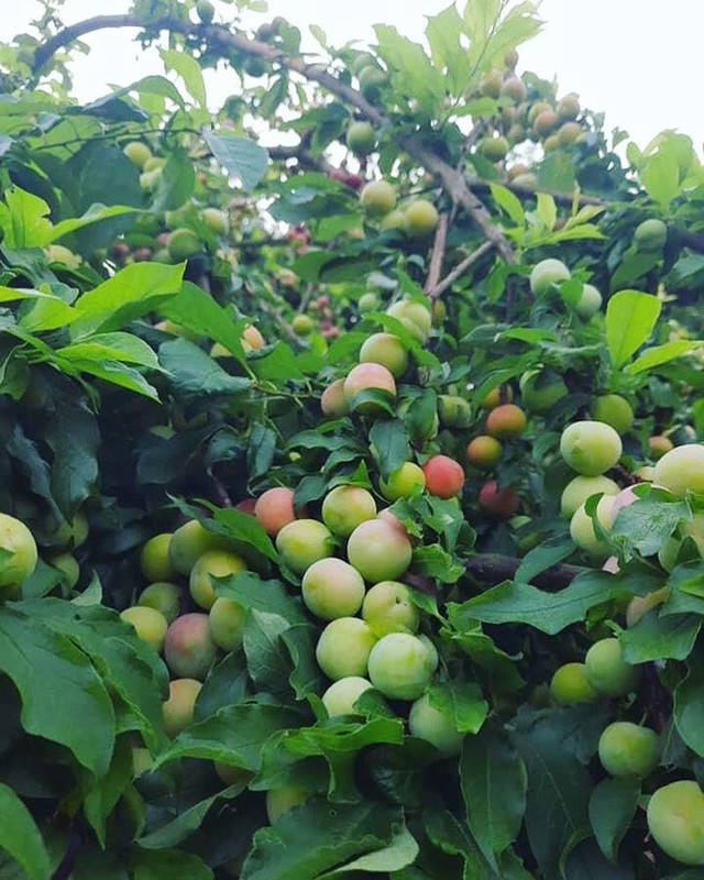 Mận cơm rớt giá thảm, bán 1kg không mua nổi cốc trà đá - Hình 3 Man com rot gia tham, ban 1kg khong mua noi coc tra da-Hinh-3