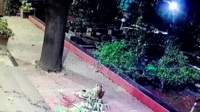 Báo hoa mai tàng hình, nhanh như chớp cắn cổ chó đi lạc Bao hoa mai tang hinh, nhanh nhu chop can co cho di lac