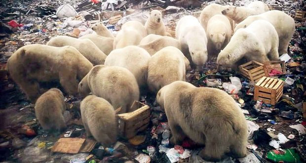 50 con gấu đói Bắc Cực "xâm chiếm", "đại náo" ngôi làng Nga - Hình 2 50 con gau doi Bac Cuc