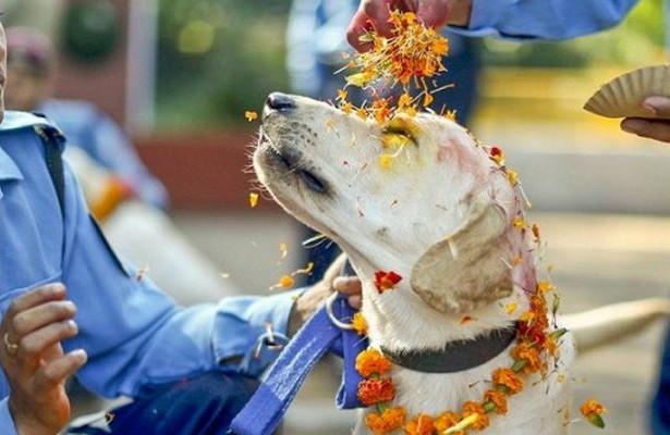 Chàng trai cưới... chó làm vợ để xóa nghiệp chướng Chang trai cuoi... cho lam vo de xoa nghiep chuong