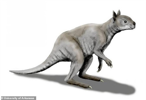 Loài Kangaroo mặt ngắn tũn, to lớn dị thường Loai Kangaroo mat ngan tun, to lon di thuong