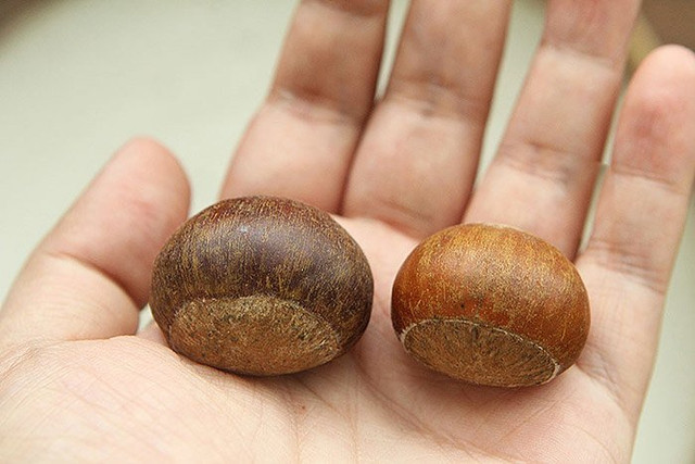 Hạt dẻ vào mùa, chọn hạt cái hay hạt đực mới thơm ngon, bùi ngọt? (25) - Hình 2 Hat de vao mua, chon hat cai hay hat duc moi thom ngon, bui ngot? (25)-Hinh-2